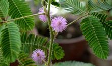 最有趣的植物含羞草