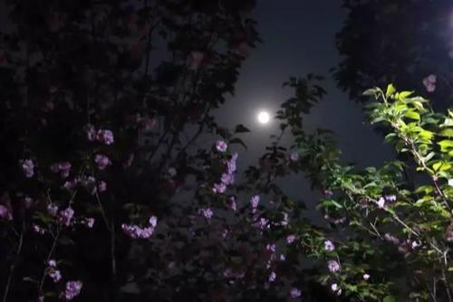 月光下的幸福