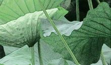 读你——吴汝纶