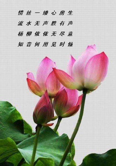 梦中的花朵盛开（3）_100字