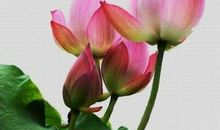 梦中花开花落（3）_100字