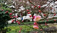 严冬里最灿烂的梅