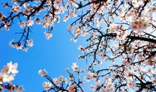 梦中花开花落_100字