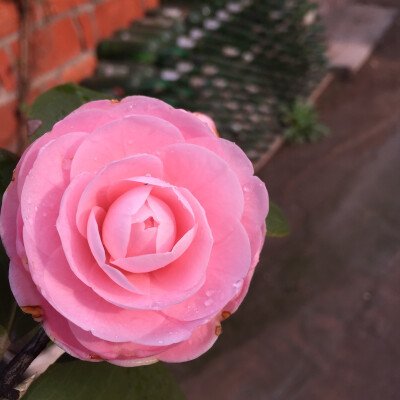 我心中的一朵花
