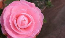 开在我心中的一朵花