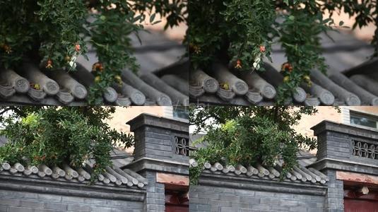 院子里的石榴树