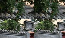 院子里的石榴树