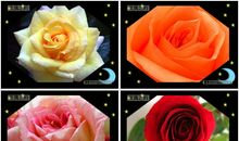 “一元钱”的善心