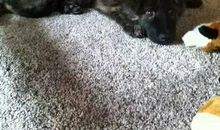 我和狗的那些往事