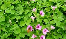 寻找幸运的小草