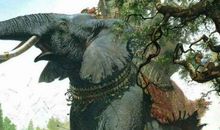 最后一头战象嘎羧内心感受