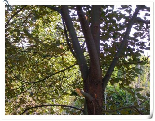 樟树，我想告诉你