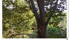 香樟树我想对你说