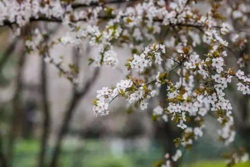 最美丽的“樱花润”
