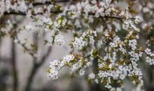 最美“樱花跑”