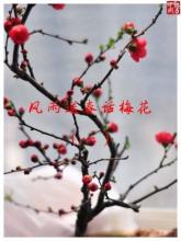 梅花