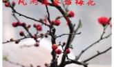 话梅花