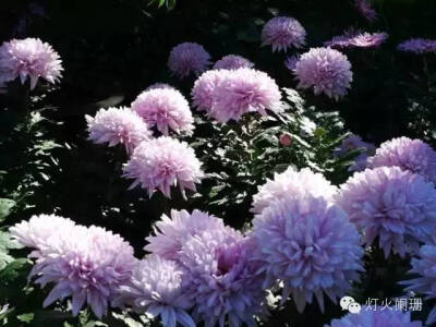 菊花之美