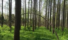 我爱家乡的杉树林