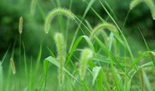 一个人和一株草