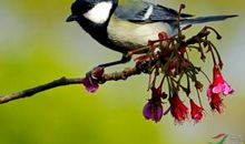 那群山雀的故事