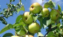 梨一样的苹果_1500字