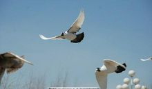 逆风的地方更适合飞翔——读《一只叫凤的鸽子》有感