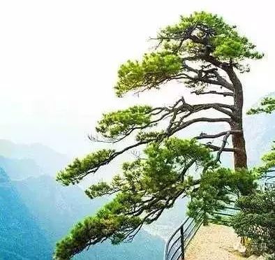 美丽的松树
