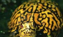 美丽的乌龟_650字