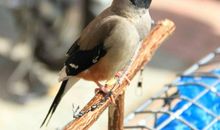 渴望蓝天自由的鸟儿