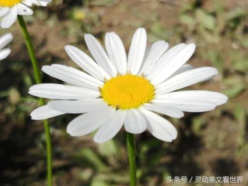 鲜花在阳光下绽放