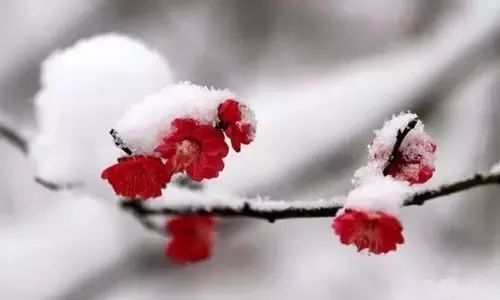 温暖的手在大雪中