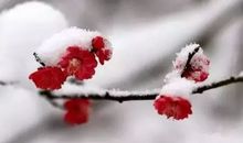 大雪中温暖的手