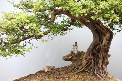 一棵大树