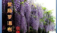 把紫藤萝埋在心底