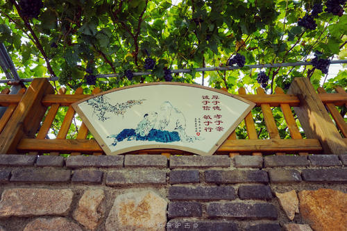 阿门前的葡萄树