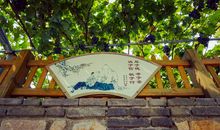 阿门阿前一棵葡萄树