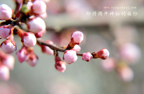 感受春天，保留美丽