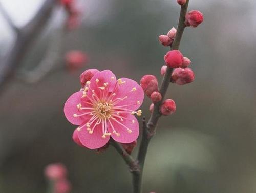 春天的美丽