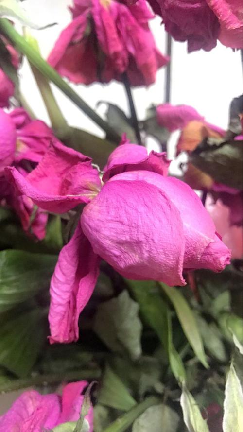 爱的芬芳...