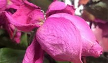 那一缕爱的芬芳……