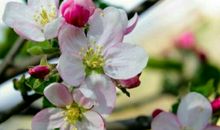 我爱家乡的苹果花