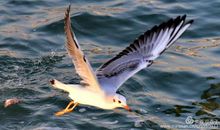 风雨中的那只海鸥