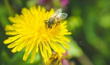 藏在叶子里的爱