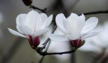 盛开的白玉兰