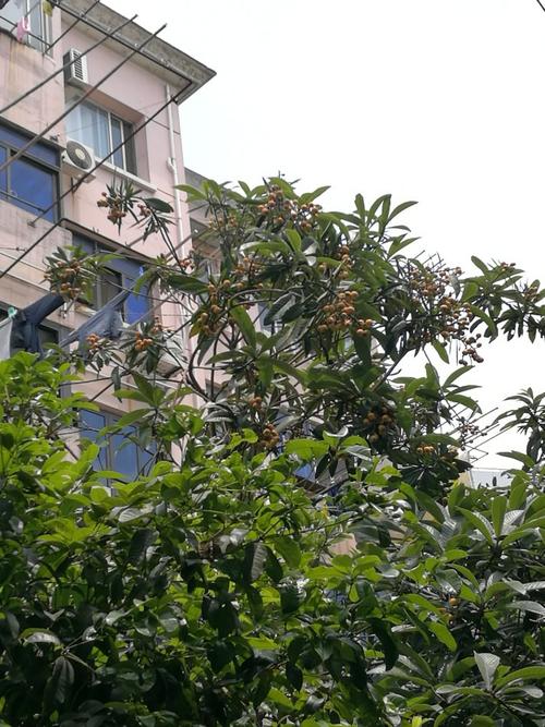 家门前的tree树