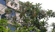 家门前的枇杷树