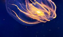 探索海洋之奥秘