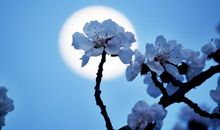 爱若流浪月光凉