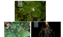 记住我是一枝花